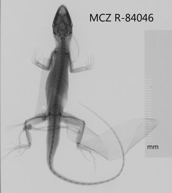 Media type: image;   Herpetology R-84046 Aspect: dorsoventral x-ray